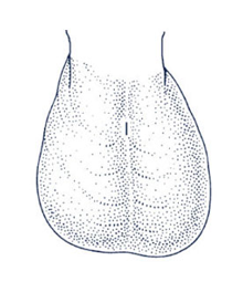 escroto1